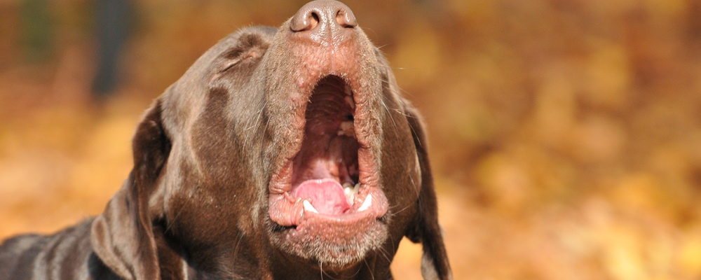 Labrador