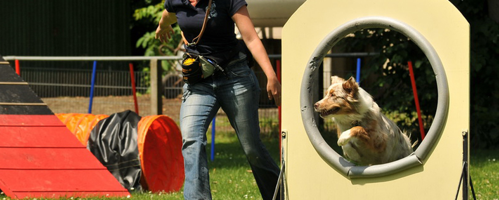 Agility im VSG Hanau